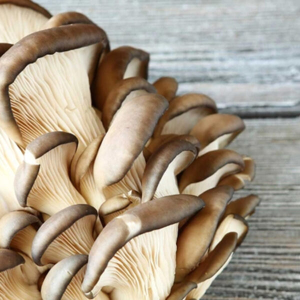 Buko austrių grybas, vienas iš pagrindinių Defendyl-Imunoglukan produktų ingredientų.